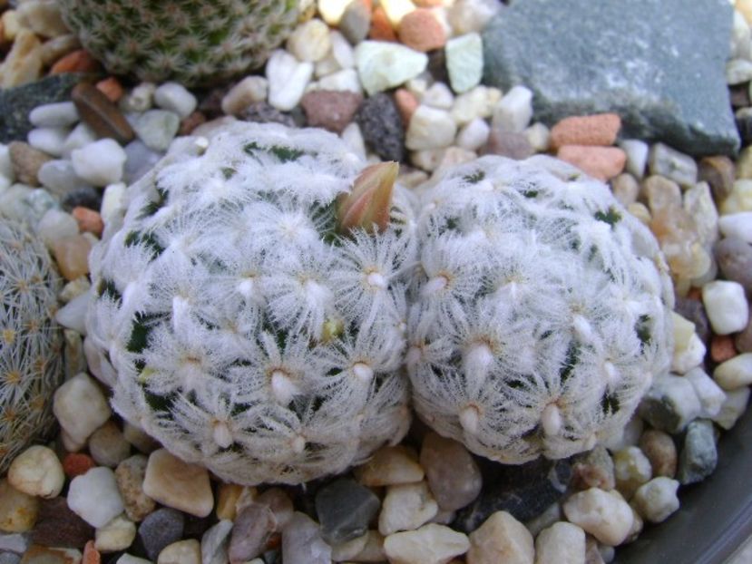 Mammillaria duwei - Cactusi 2018 bis