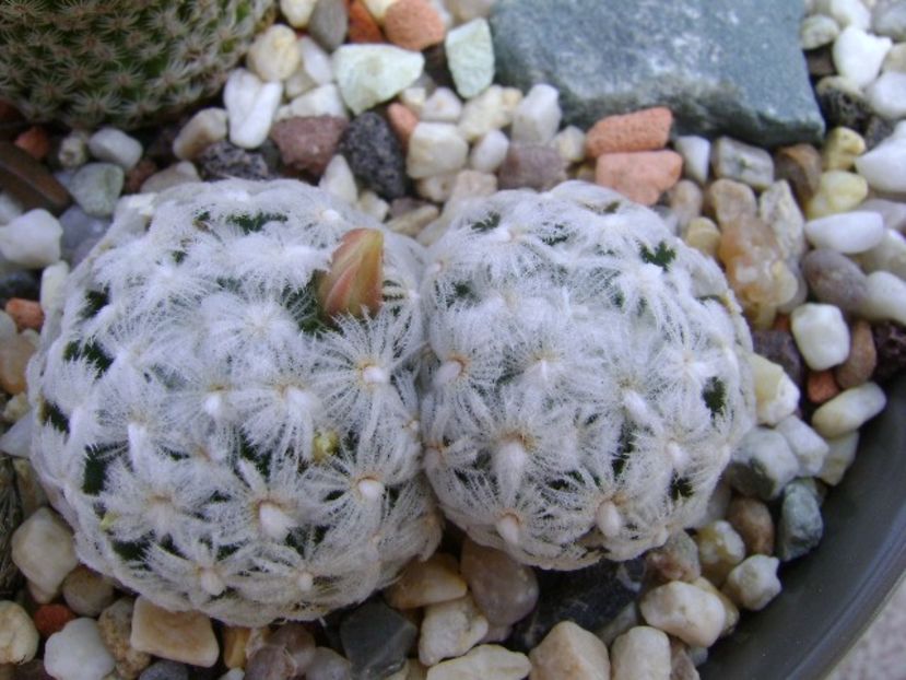 Mammillaria duwei - Cactusi 2018 bis