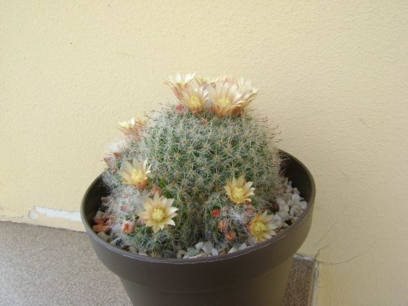 Mammillaria bocasana - Cactusi 2018 bis