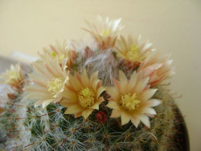 Mammillaria bocasana - Cactusi 2018 bis
