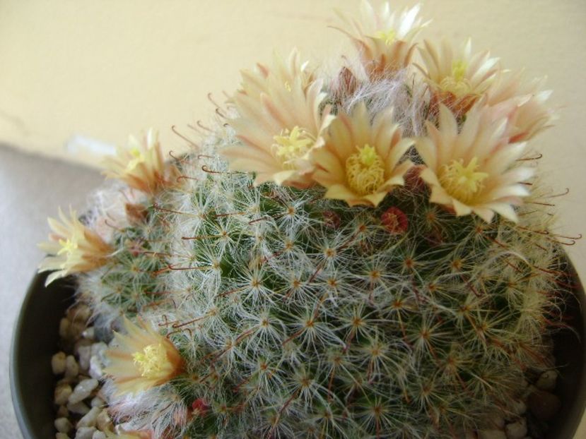 Mammillaria bocasana - Cactusi 2018 bis