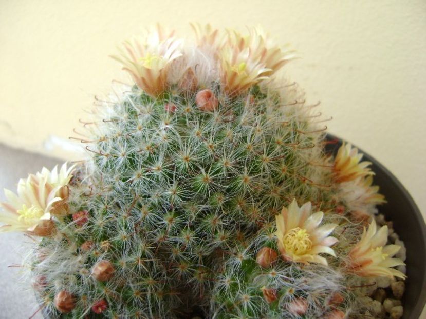 Mammillaria bocasana - Cactusi 2018 bis