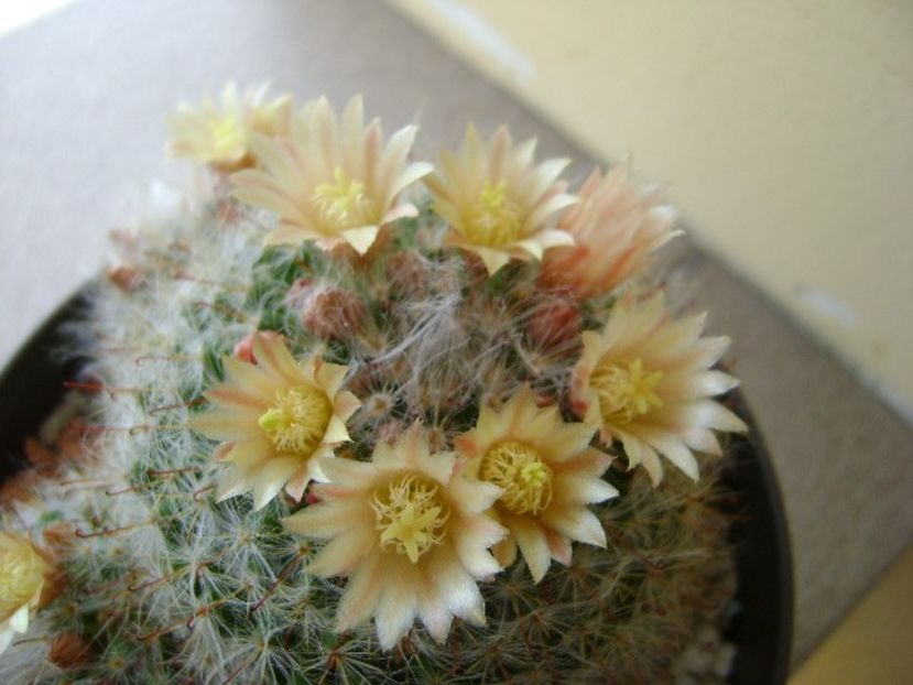 Mammillaria bocasana - Cactusi 2018 bis