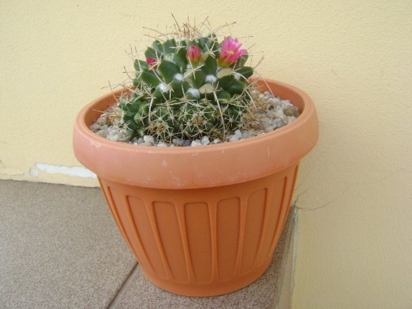 Mammillaria compressa - Cactusi 2018 bis