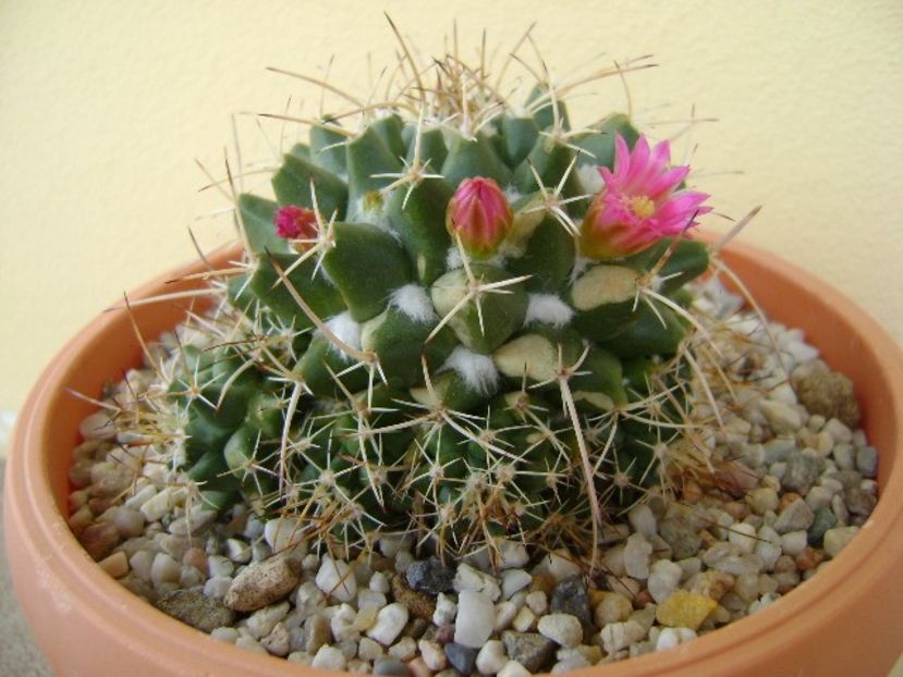 Mammillaria compressa - Cactusi 2018 bis