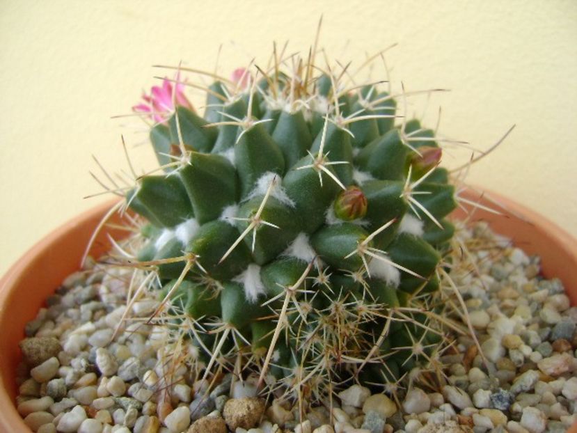 Mammillaria compressa - Cactusi 2018 bis