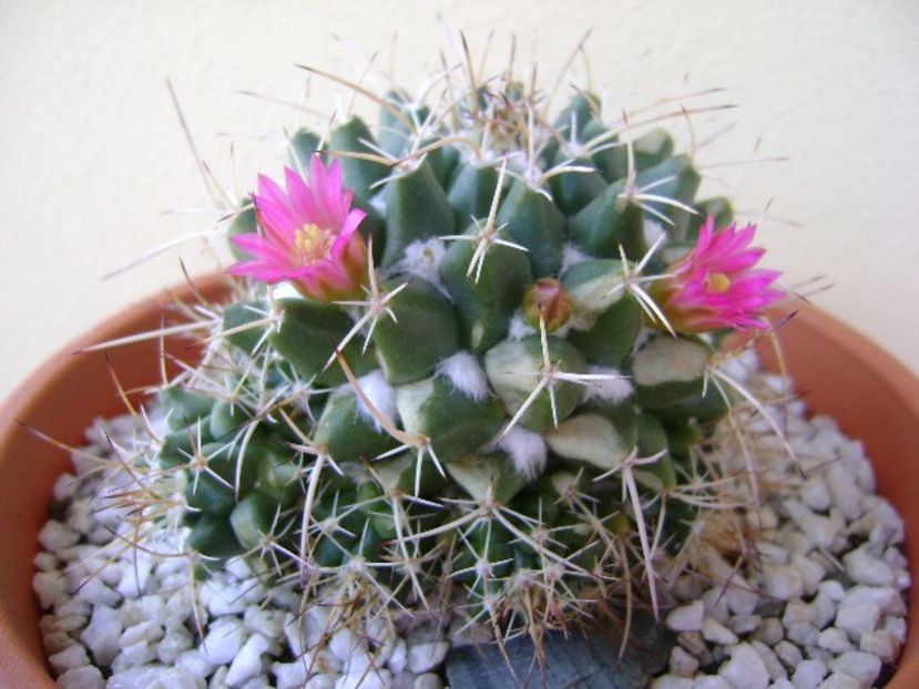 Mammillaria compressa - Cactusi 2018 bis