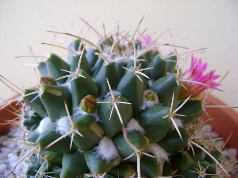Mammillaria compressa - Cactusi 2018 bis