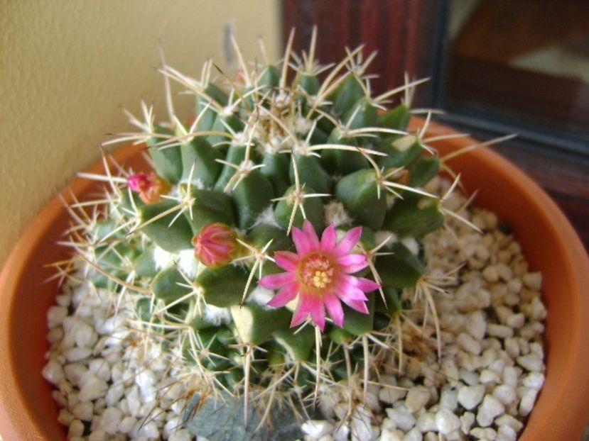 Mammillaria compressa - Cactusi 2018 bis