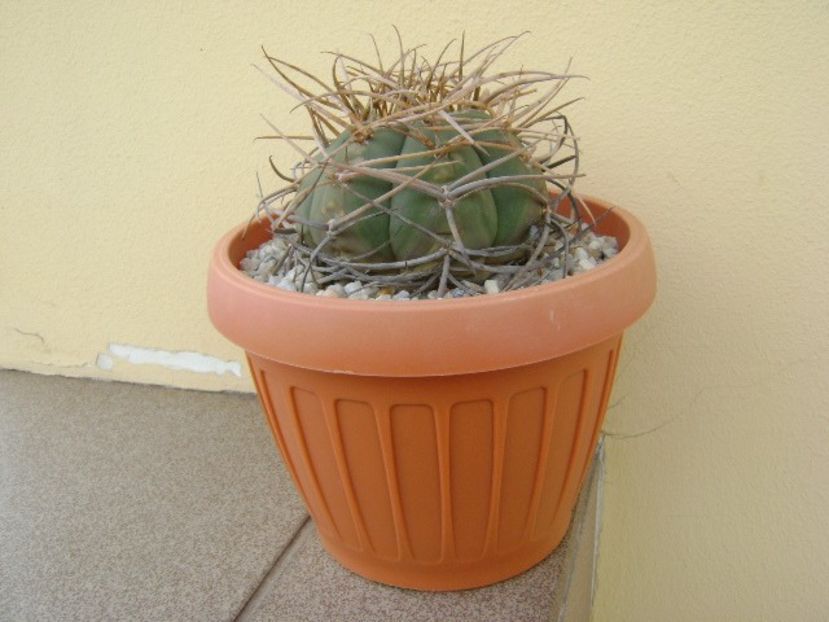 Gymnocalycium cardenasianum - Cactusi 2018 Gymnocalycium