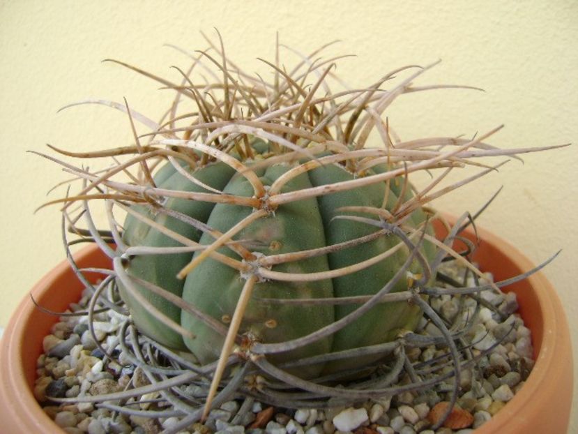 Gymnocalycium cardenasianum - Cactusi 2018 Gymnocalycium