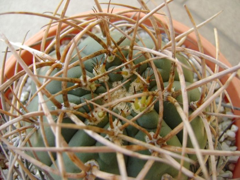 Gymnocalycium cardenasianum - Cactusi 2018 Gymnocalycium