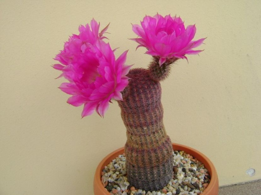 Echinocereus rigidissimus v. rubrispinus - Cactusi 2018 bis