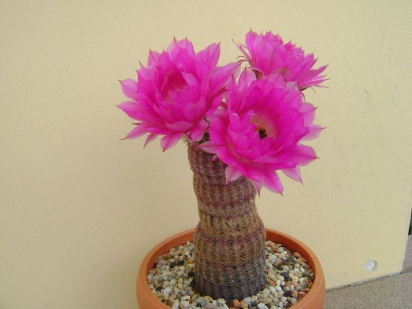 Echinocereus rigidissimus v. rubrispinus - Cactusi 2018 bis