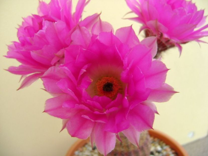 Echinocereus rigidissimus v. rubrispinus - Cactusi 2018 bis