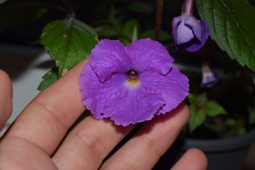 O floare incredibil de mare - Achimenes