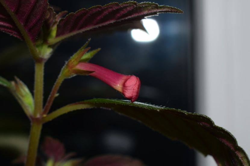 feerie❤ - Achimenes