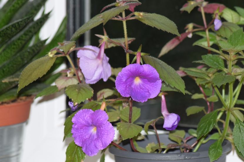  - Achimenes