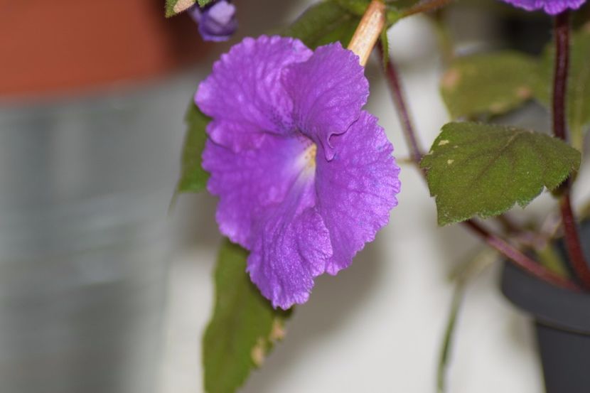 - Achimenes