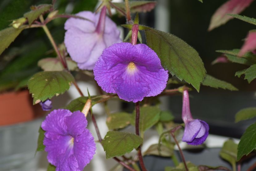  - Achimenes