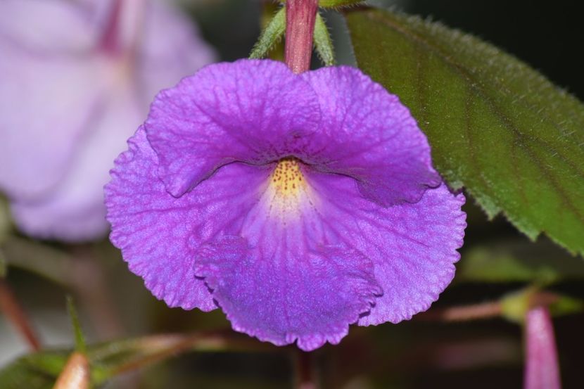  - Achimenes