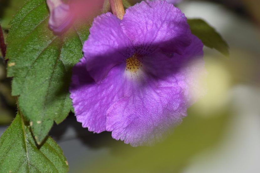  - Achimenes