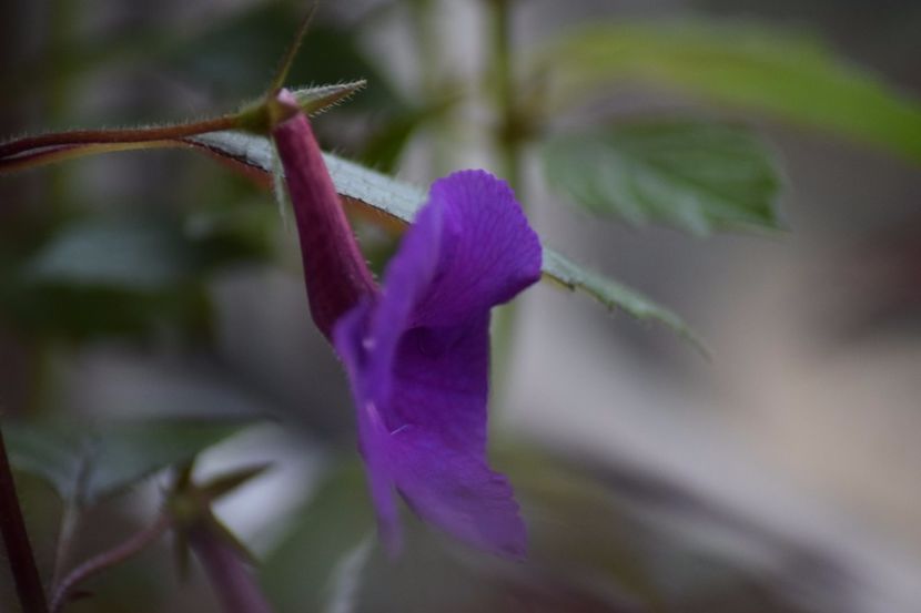  - Achimenes