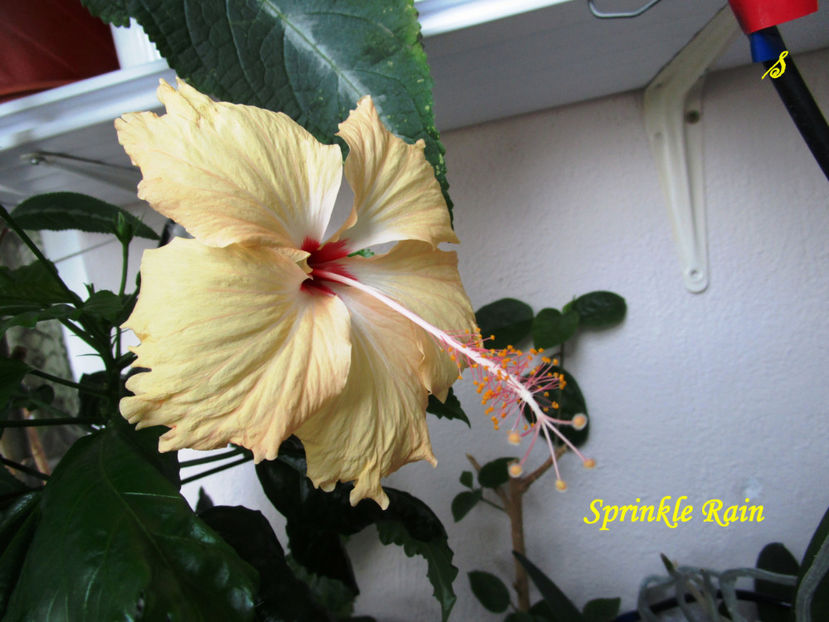 Sprinkle Rain(4-06-2018) - Hibiscusi 2018