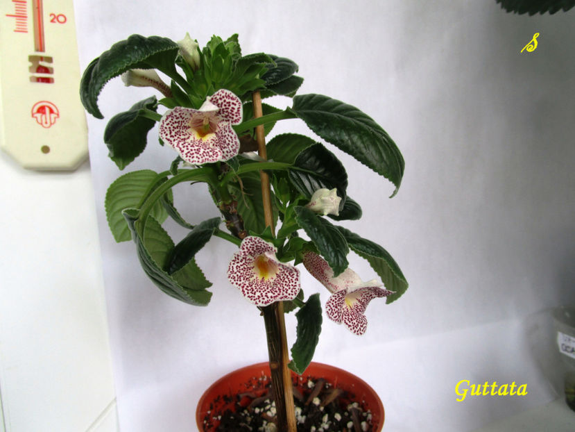 Guttata(4-06-2018) - Sinningii 2018