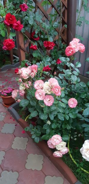  - Trandafiri mai 2018