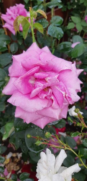  - Trandafiri mai 2018