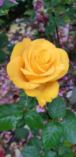  - Trandafiri mai 2018