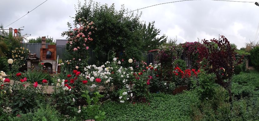  - Trandafiri mai 2018