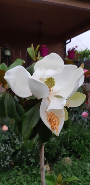  - Trandafiri mai 2018