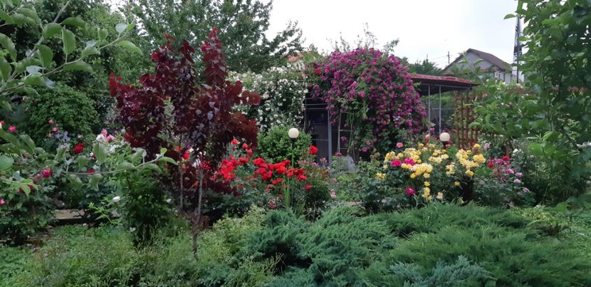  - Trandafiri mai 2018