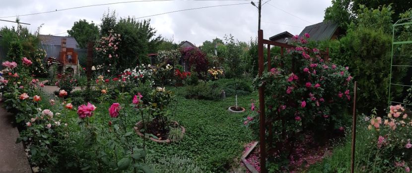  - Trandafiri mai 2018