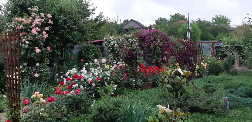  - Trandafiri mai 2018