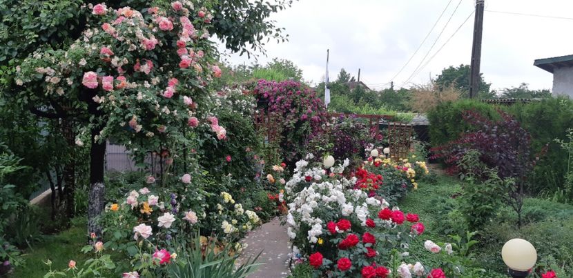  - Trandafiri mai 2018