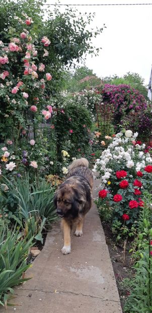  - Trandafiri mai 2018