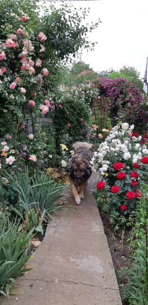  - Trandafiri mai 2018