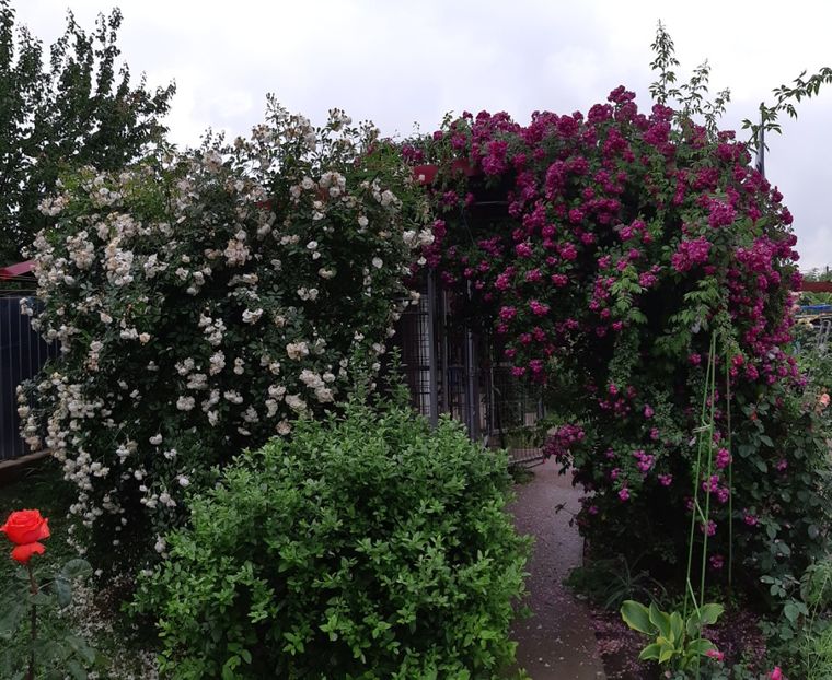  - Trandafiri mai 2018