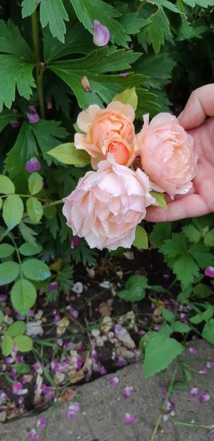  - Trandafiri mai 2018