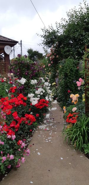  - Trandafiri mai 2018