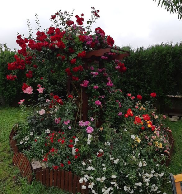  - Trandafiri mai 2018