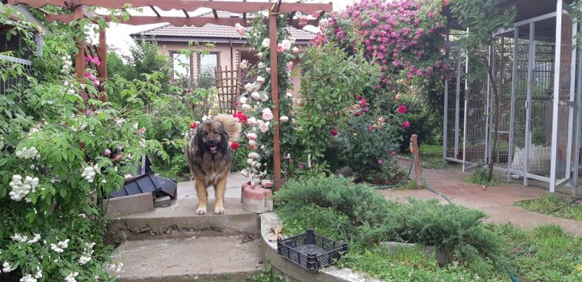  - Trandafiri mai 2018