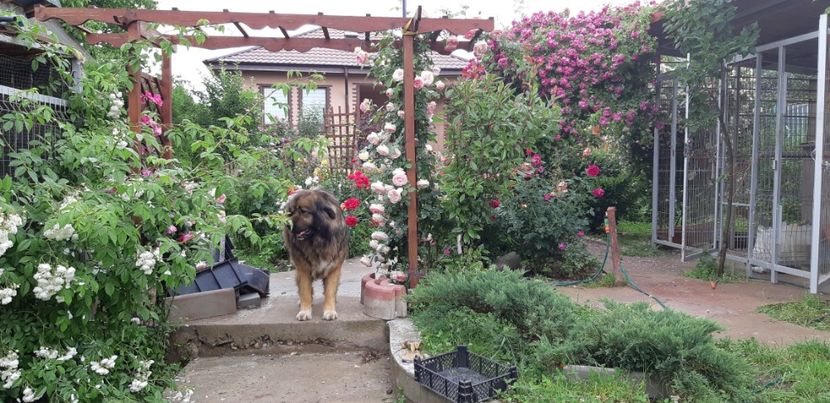  - Trandafiri mai 2018