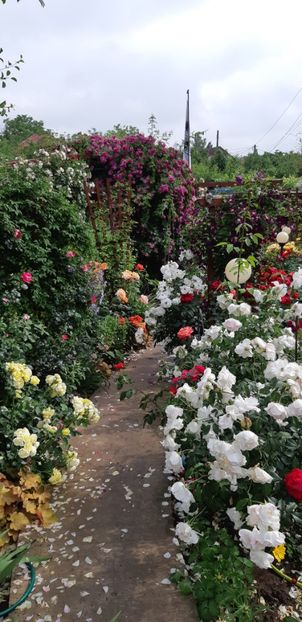  - Trandafiri mai 2018