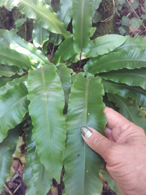  - Limba-cerbului sau Asplenium nidus planta semiacvatica