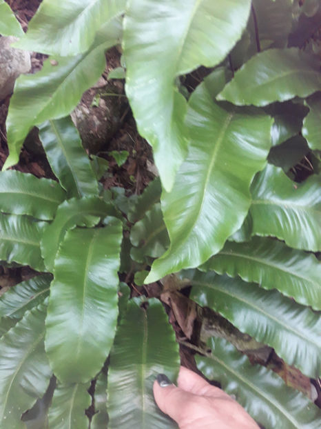  - Limba-cerbului sau Asplenium nidus planta semiacvatica