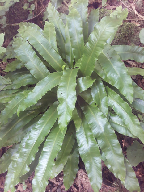  - Limba-cerbului sau Asplenium nidus planta semiacvatica